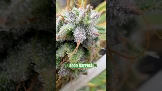 Bald Ernte #cannabiseducation #weed  #shorts #viralvideo #new #dope #weedlovers #pot #canopy