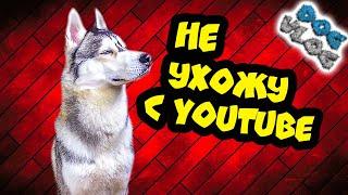 DOGVLOG: ХАСКИ НЕ УДАЛЯЕТ КАНАЛ... Говорящая собака