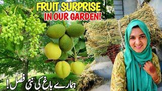 Unexpected Fruit Surprise In Our Backyard-Full Garden Update! | Village Vlog | Gilgit Village Vlog