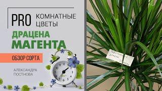 Драцена Магента большая или маленькая - купить большую или вырастить самому? Давайте разберемся)