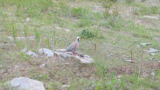 Модкабк Шикор Шикори Кабк Keklik avi tuzakla Охота куропатка Partridge hunting شکار کبک Chukar avi