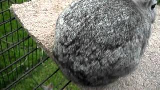 What i look for in a show quality standard chinchilla rabbit