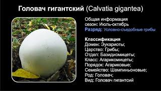 Головач гигантский (Calvatia gigantea)