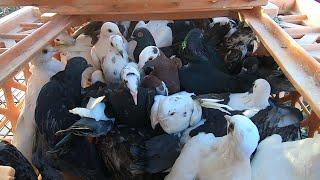 I Bought over 100 Pigeons at an Auction!!! (Great Deals)