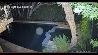 Dog Spots Floating Orbs? Paranormal Activity Caught on Camera - Wait for it (Unexplained Phenomena)