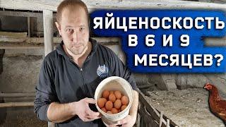 Какая яйценоскость кур Ломан Браун в 6 и 9 месяцев?