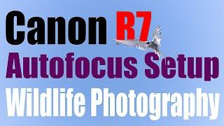 Canon R7 - Autofocus Setup and Button Layout for Wildlife Photography