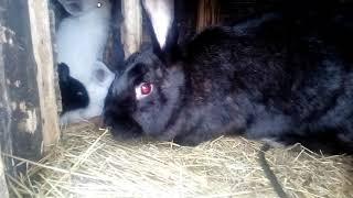 State of emergency / Gray rabbit LOST RABBITS!