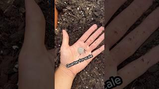 The best gardening tool for beginners #shorts