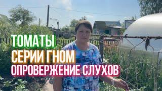 Томаты серии Гном! Опровержение слухов.