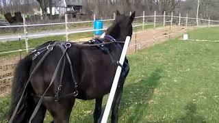 Training Horse to Drive - Drag Poles