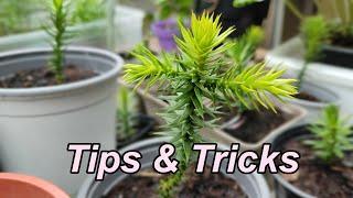 USEFUL Tips and Tricks on Growing Monkey Puzzle Trees