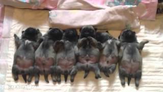 Самые милые мопсы в мире! Most cute pugs of the world!