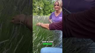 Cut Lavender Like a PRO: Secret Tool & Harvest Tips!