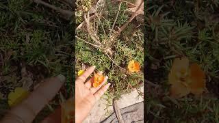 portulaca #explore #gardening gardening #shorts