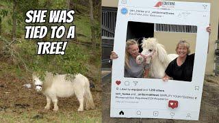 We fostered a neglected pony