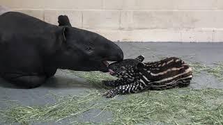 Baby Tapir Calf