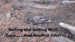 Baiting and Setting Wolf Traps & Another Joke!