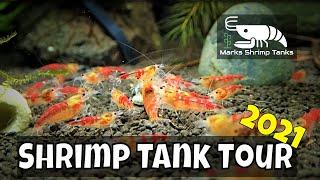 How to Breed Thousands of Shrimp | Full Tank Room Setup, Flow, Filtration, TDS, Baby Care