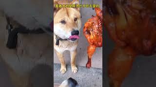 中华田园犬刻在骨子里的边界感#家有中华田园犬 #黄狗白面 #中华田园犬