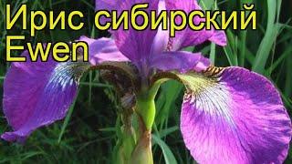 Ирис сибирский Доктор Мак-Эвен. Краткий обзор, описание характеристик iris sibirica Ewen