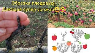 Обрезка плодовых-сможет даже начинающий!!! Супер урожай гарантирован!!!