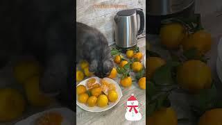 Новогоднее настроение от Лохматика! #Shorts короткое видео