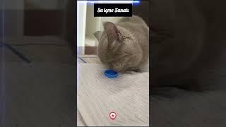 Kapaktan Su içen Kedi.( Cat drink water from the lid)