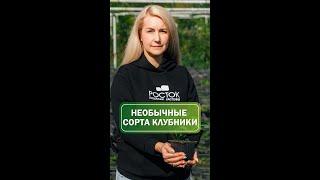 Редкие сорта клубники 