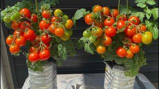 How to grow many cherry tomatoes in plastic bottles