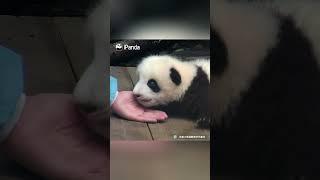 再嚴肅的奶爸也經不住熊貓寶寶這樣撒嬌 | iPanda熊貓頻道 #shorts