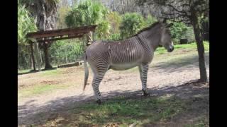 Wild Florida Airboats & Gator Park