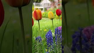 #foryoupage #foryouforyou #flowers #tulips #nice  #loveflowers  #foryourpage #colors