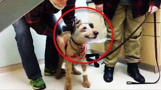 The dog sees the family for the first time after the operation, his reaction is indescribable