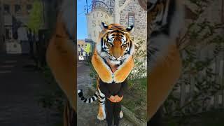 The Tiger's Touch #tiger #touch #youtube #youtubeshorts #shortvideo #shortsfeed #shorts #short #yt
