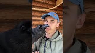 И кто кого учит говорить?  #Воронгоша #raven #animal #врановые #воронтв #ravenclaw