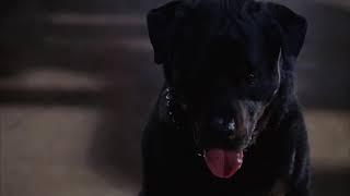 The Fly II (1989) - Dog Scene