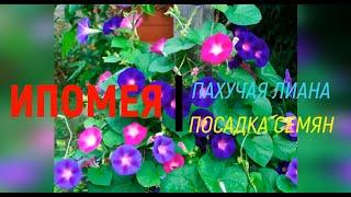 Ипомея (Ipomoea) пахучая лиана, посев семян