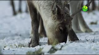 Рожденные бурей. (Возвращение света)