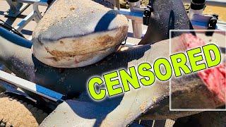 There are TOO MANY SHARKS! - Bull Shark Catch, Clean, and Cook