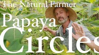 Papaya Circles - John Kaisner The Natural Farmer