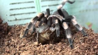 My brachypelma smithi eats a cockroach