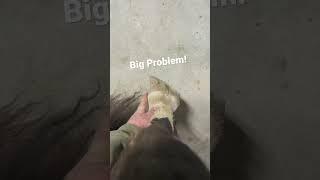 This Horse Has A BIG PROBLEM!!! #shorts #horse #horses #horsemanship #horselover