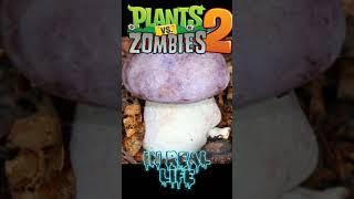 Все Грибы в pvz2 (pt не помню)