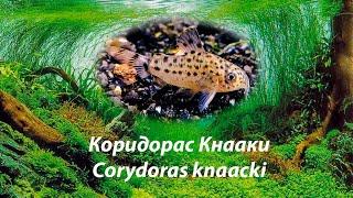 Коридорас Кнааки / Corydoras knaacki