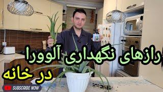 آموزش نگهداری آلوورا  | نگهداری آلوئه ورا