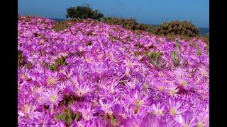 365 days of images - - Day 97- April 6, 2021 -  Dunes, purple flowers and Pebble Beach