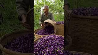 Millions of Purple Chili Harvest