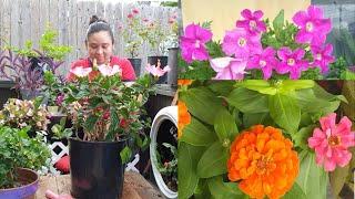 Plantas en Floracion, Como Trasplantar sin Estresarlas? #jardineria #jardincasero
