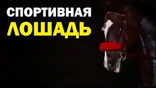 Галилео. Спортивная лошадь